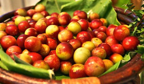 Superfood 101: Camu Camu