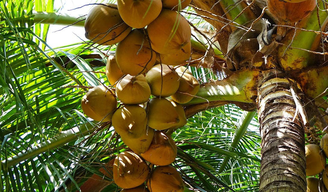 Psst... We now have Coconut Oil!